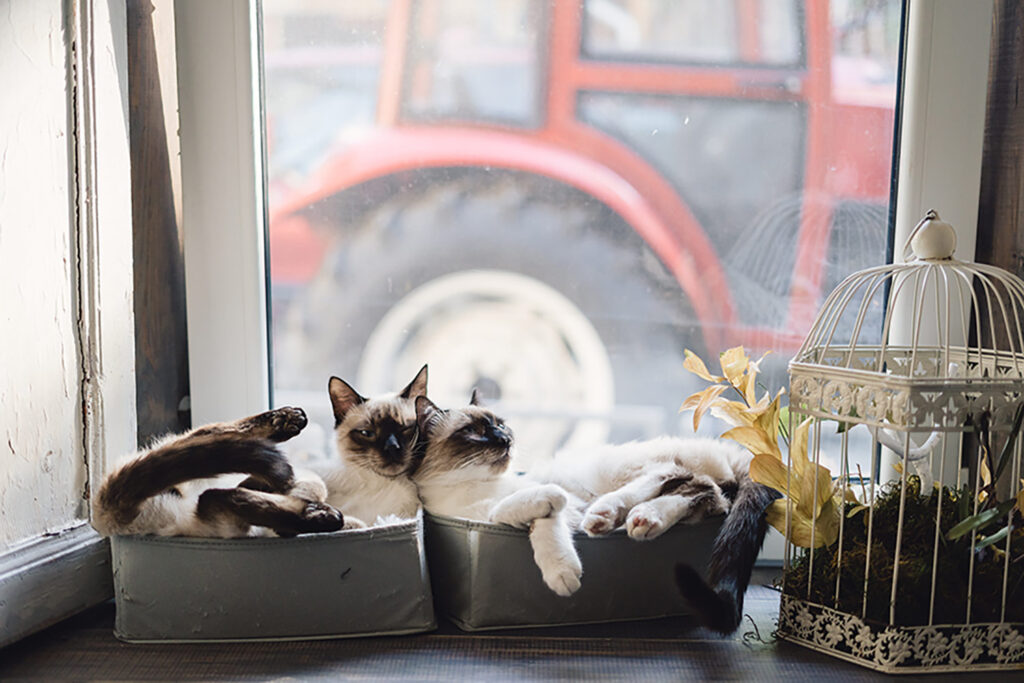 cute-siamese-cats-lying-boxes-near-window