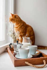 breakfast-tray-with-cat