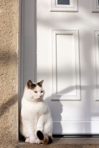 cat-sitting-near-door-sun