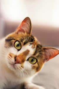 closeup-vertical-shot-cute-european-shorthair-cat